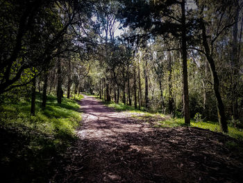 Trees in forest