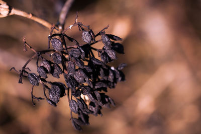 branch