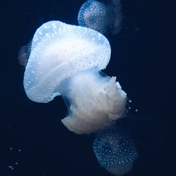 Close-up of jellyfish swimming in sea