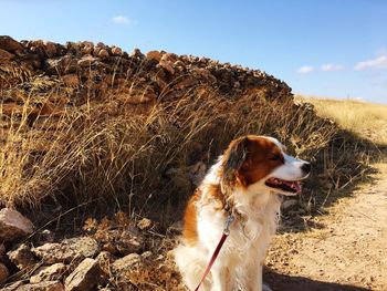 Dog sitting on field against sky