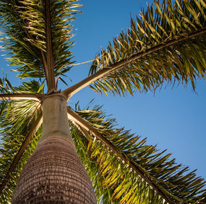 Low angle view of palm tree against clear sky