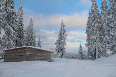 Snow covered land and trees against sky