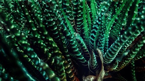 Close-up of peacock