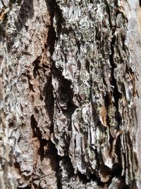 Full frame shot of tree trunk