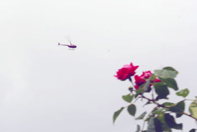 Low angle view of airplane flying against clear sky