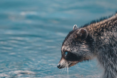 Portrait of animal by water