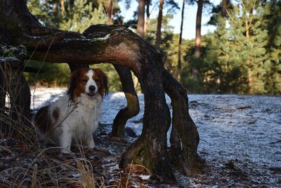 Portrait of dog sitting on tree trunk in forest