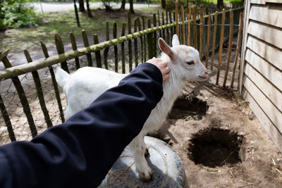 Cropped hand touching kid goat