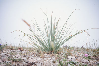 Close-up of grass on field against clear sky