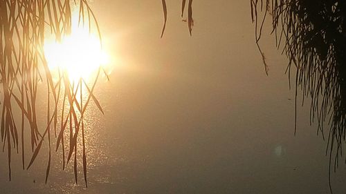 Silhouette plants growing in calm lake during sunset