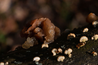 Close-up of white rose mushrooms on wood