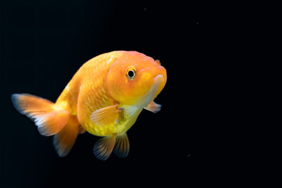 Close-up of goldfish swimming