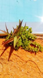 View of plants against the sea