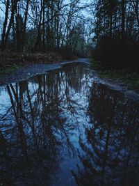 Scenic view of forest during winter