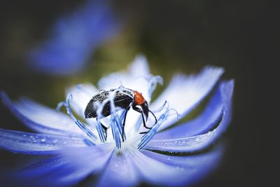 Close-up of insect on purple flower