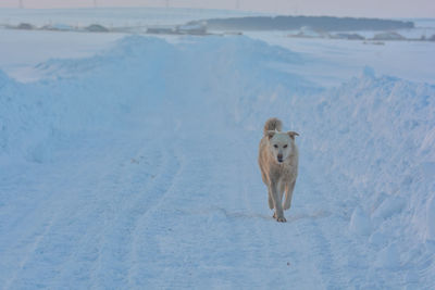 High angle view of a horse on snow