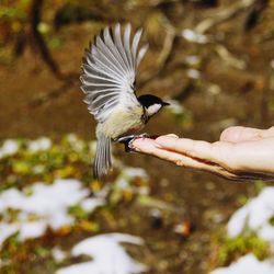 Close-up of hand feeding bird