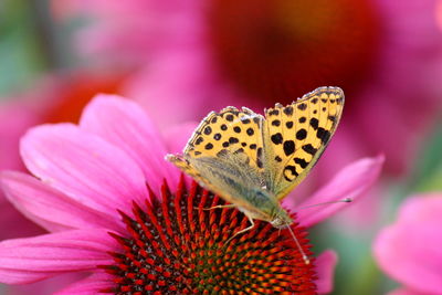 Close-up of butterfly pollinating on pink flower