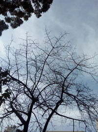 Low angle view of bird on tree against sky