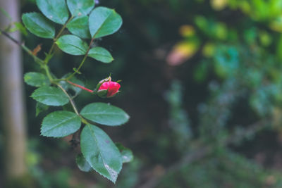 Close-up of pink flower