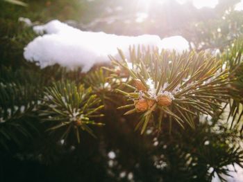 Close-up of plant against white background
