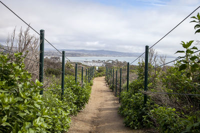 Walkway amidst plants against sky