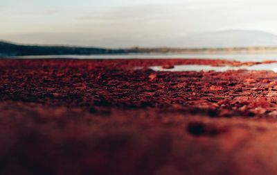 Close-up of red leaf