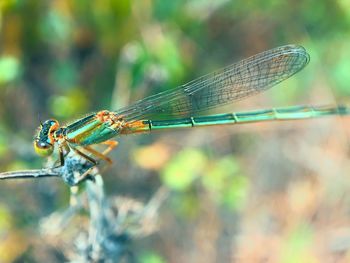 Close-up of dragonfly on twig