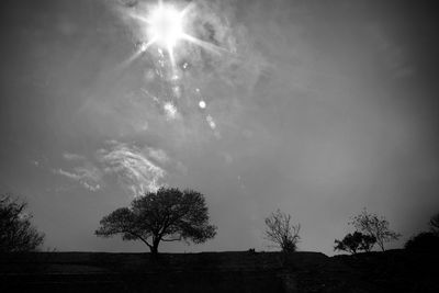 Low angle view of trees against sky