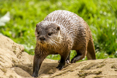 Close-up of an animal on rock