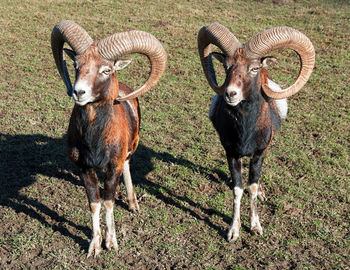 Mountain goats standing on field