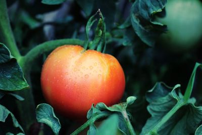 Close-up of fresh tomatoes