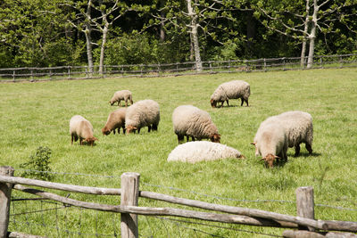 Brown sheep graze on an open green meadow in a farming area, rural life,