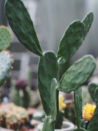 Close-up of succulent plant