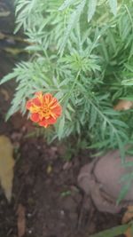 High angle view of orange flowering plant on field