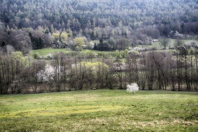 Trees on field