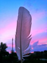 Close-up of feather against sky at sunset