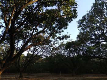 Low angle view of trees in forest against sky