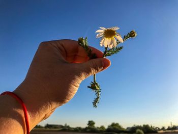 Cropped hand holding flower against clear blue sky