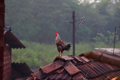 Bird perching on roof