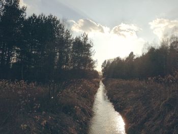 Scenic view of river amidst trees against sky