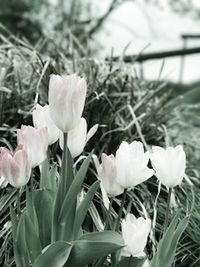 Close-up of flowers