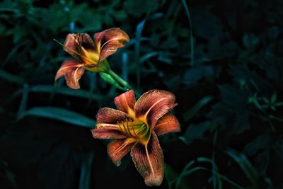 Close-up of flowering plant