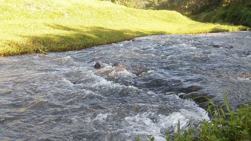 High angle view of bird on riverbank