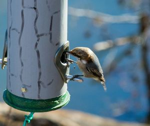 Close-up of bird perching on feeder
