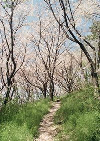 Footpath amidst bare trees in forest