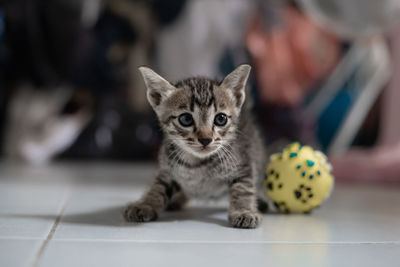 Portrait of kitten on floor