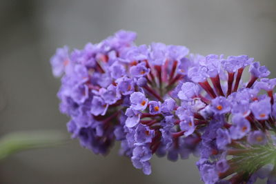 Close-up of purple flowering plant