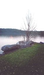 Bare trees on lakeshore