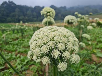 Close-up of flowering plants on field